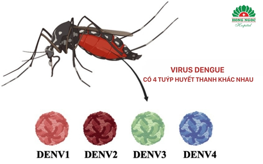 Virus Dengue có 4 chủng đều có thể gây bệnh Sốt xuất huyết