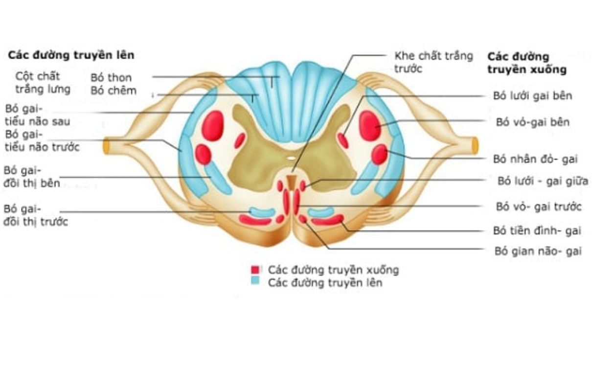 Tổn thương tủy sống