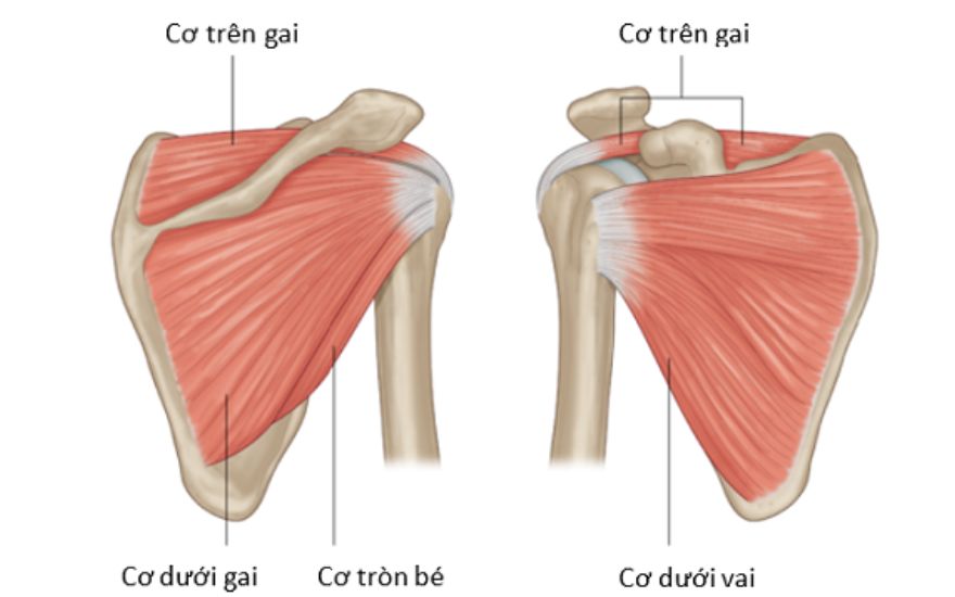Viêm gân cơ trên gai