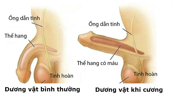dương vật