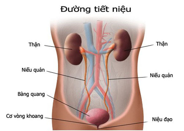 nhiễm khuẩn tiết niệu khi mang thai