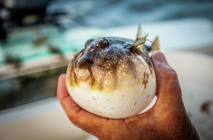 Cá nóc là loại cá cực độc mẹ bầu không được ăn