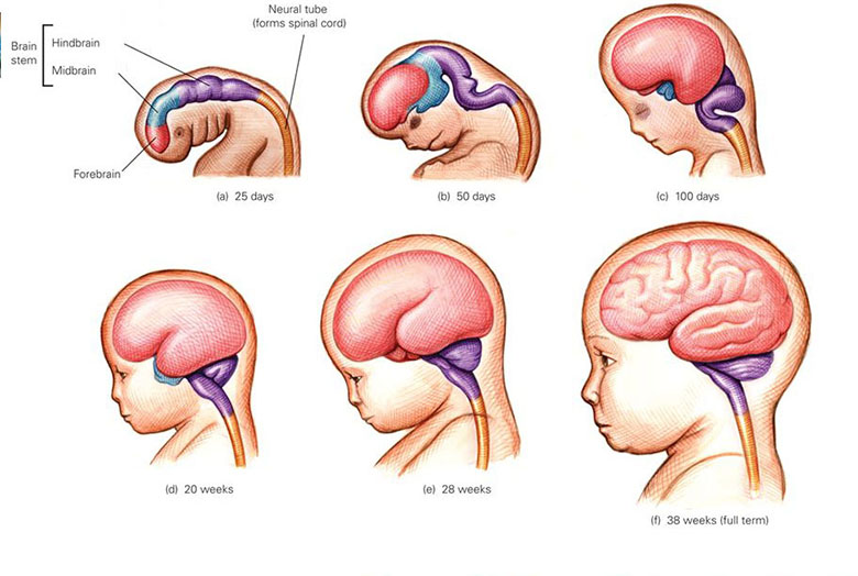 Dinh dưỡng tốt cho bà bầu