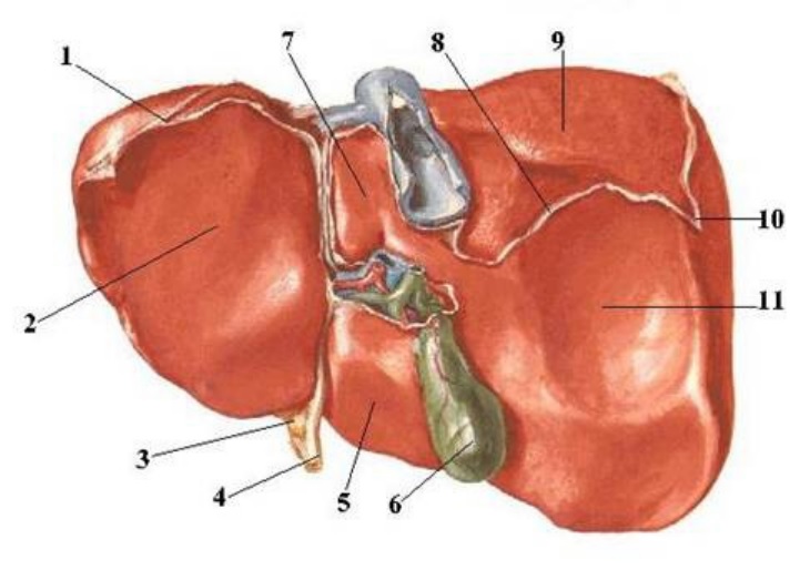 Mặt tạng của gan