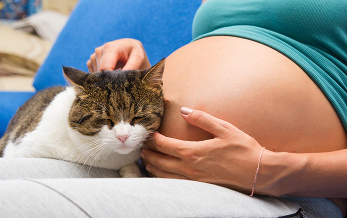 Ký sinh trùng Toxoplasma