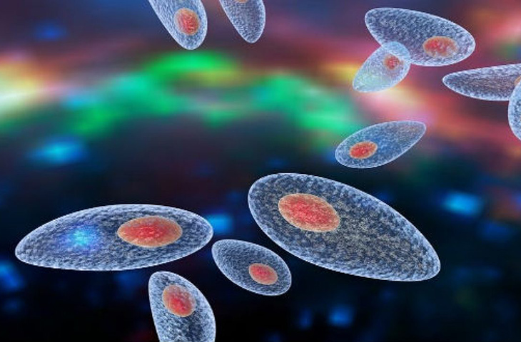 Ký sinh trùng Toxoplasma