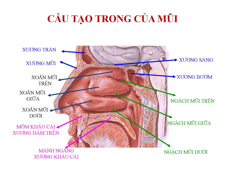 bệnh về mũi