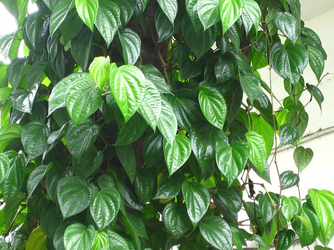 Hơ cửa mình sau sinh