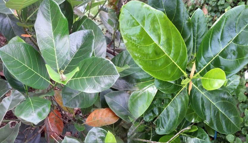 Cách kích sữa cho mẹ bị ít sữa