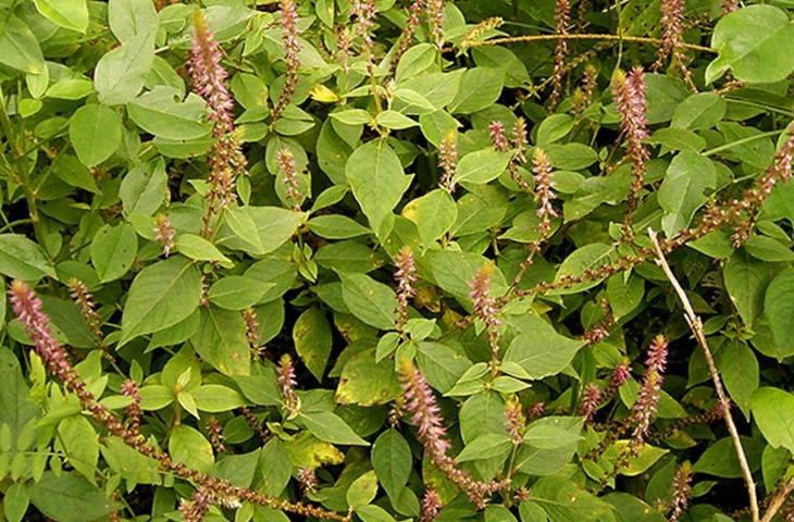 thoát bị đĩa đệm cột sống thắt lưng