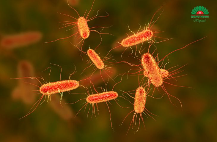 Trùng roi là nguyên nhân gây viêm âm đạo